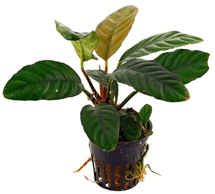 Anubias barteri (Coffeefolia)