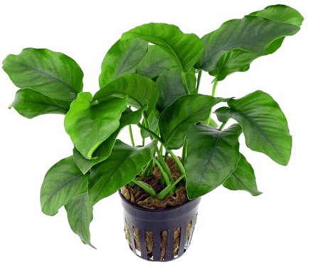 Anubias barteri (Barteri)