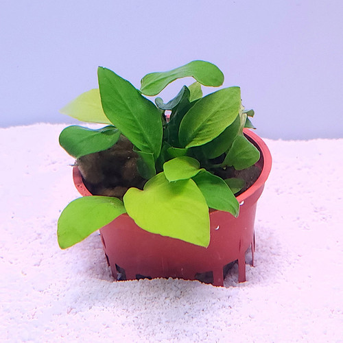 Anubias barteri Nana-Petite Golden