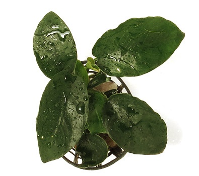 Anubias Barteri Nana