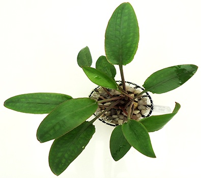 Cryptocoryne Cordata