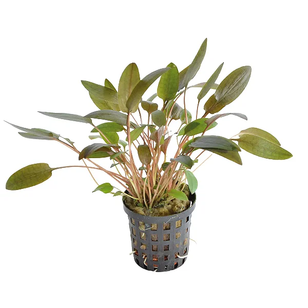 Cryptocoryne wendtii Brown