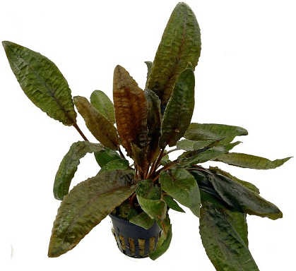 Cryptocoryne wendtii Tropica