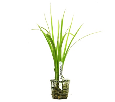 Cyperus helferi