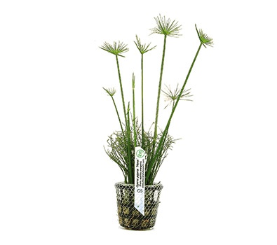 Cyperus papyrus "Nanus"-emergente/lagos