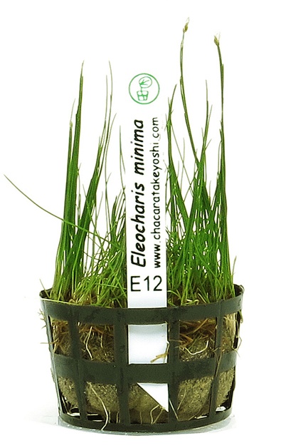 Eleocharis minima