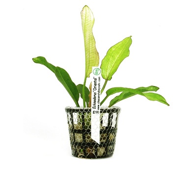 Echinodorus Oriental