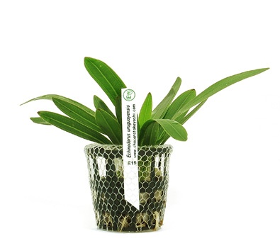 Echinodorus uruguayensis