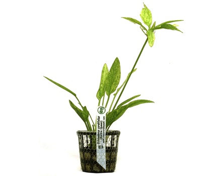 Echinodorus cordifolius (Marble Queen)