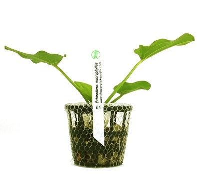 Echinodorus macrophyllus
