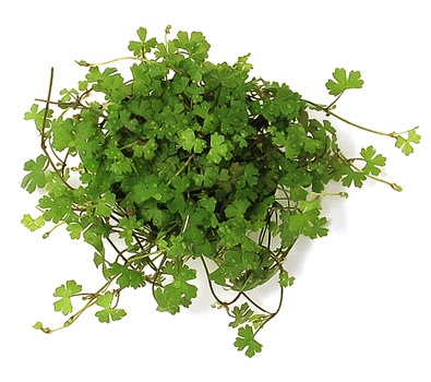 Hydrocotyle tripartita