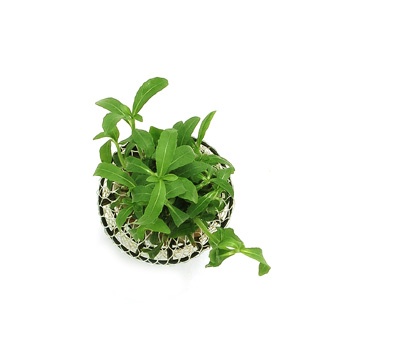 Hygrophila balsamica