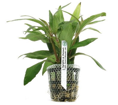 Hygrophila sp. Pantanal