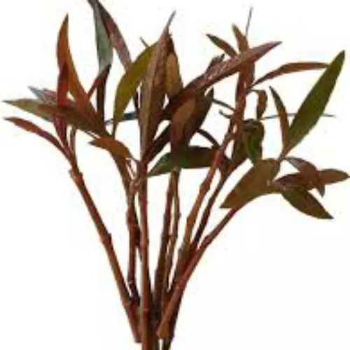 Hygrophila sp. Red (Novo)