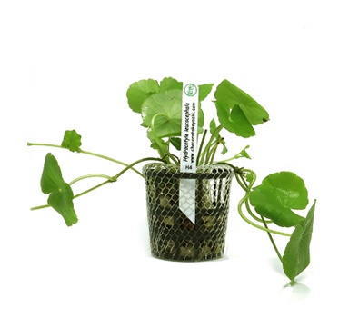 Hydrocotyle leucocephala