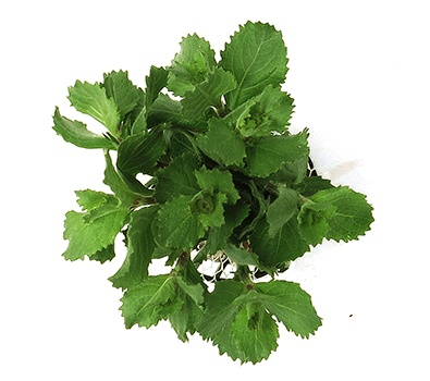 Hygrophila difformis