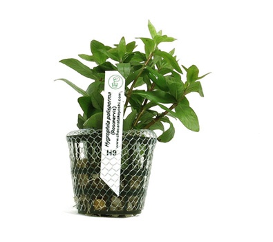 Hygrophila polisperma (Rosanervis)