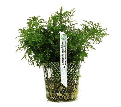 Limnophila sessiliflora (Pinheirinho)