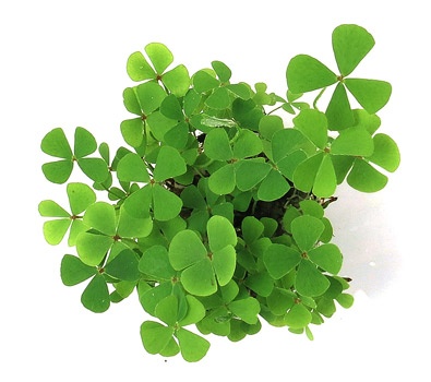 Marsilea quadrifolia (trevo 4 folhas)