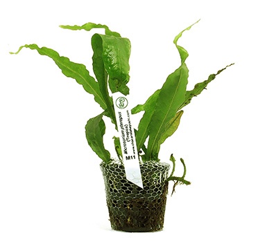 Microsorium pteropus (Tropica)