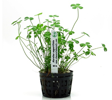 Marsilea angustifolia