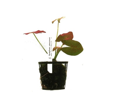 Nymphaea amazonum