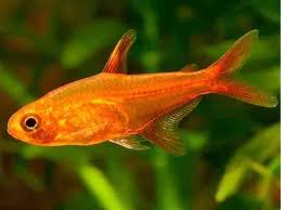 Tetra Foguinho