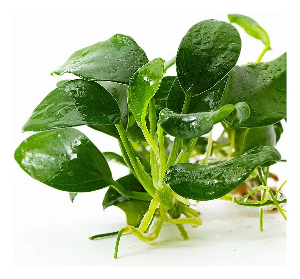 Anubias barteri Nana-Petite
