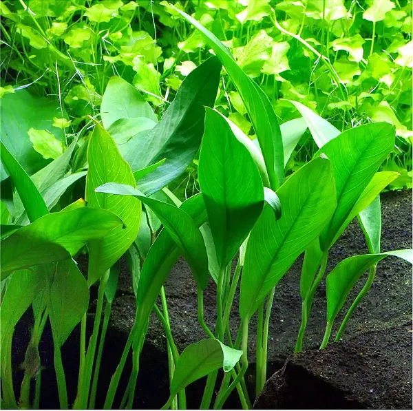 Anubias barteri (Angustifolia)