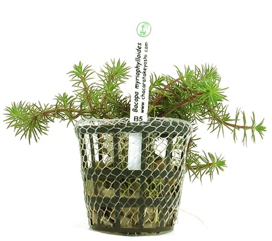Bacopa myriophylloides