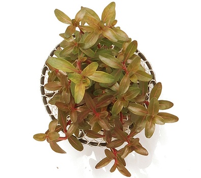 Bacopa sp. (Red)