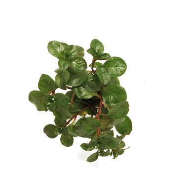 Ludwigia repens (Rubin)