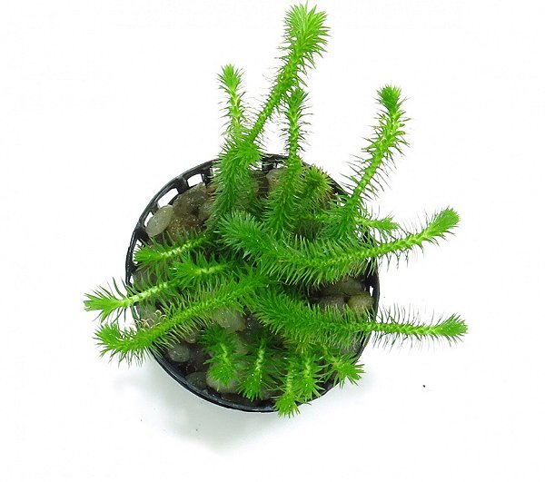 Mayaca fluviatilis