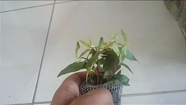 Alternanthera reineckii (Curitiba)