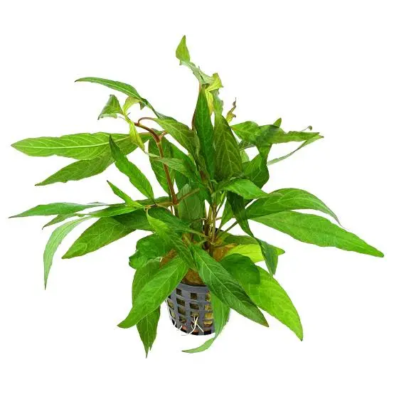 Hygrophila angustifolia