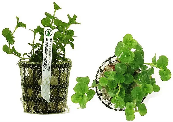 Lysimachia Nummularia