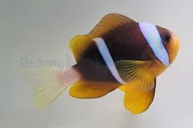 Allardi Clownfish