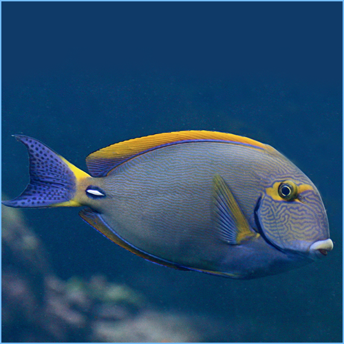 Dsumiery Tang G