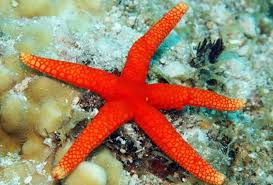 Estrela Red Yellow Tip