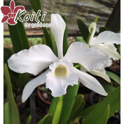 Laelia Purpurata Var. Alba - Adulta