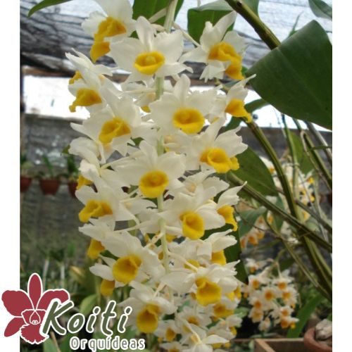 Dendrobium Cream Cascade - Tamanho 4