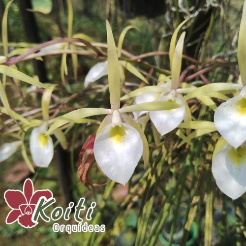 Brassavola Flagelaris - Tamanho 4