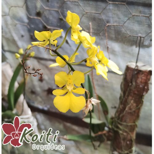Oncidium Onustum - Adulto