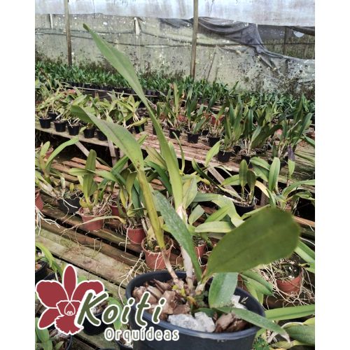 Laelia Tenebrosa Var. Rubra x Self - Pré Adulta