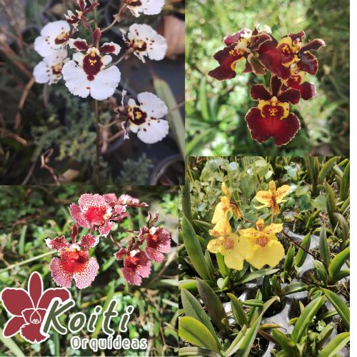 Tolumnia (Oncidium Equitante) Cores Variadas - Adulta