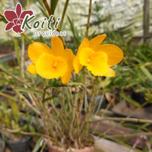 Dendrobium Dixanthum - Adulta