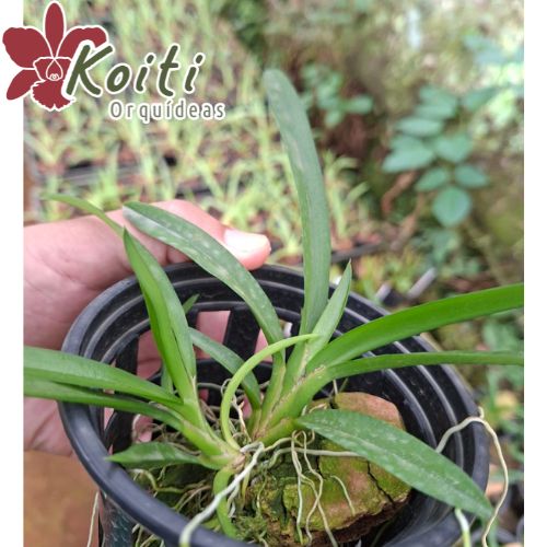 Rodriguezia Venusta - Pré adulta