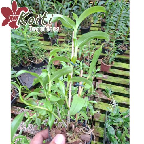 Dendrobium findlayanum - Pré Adulta