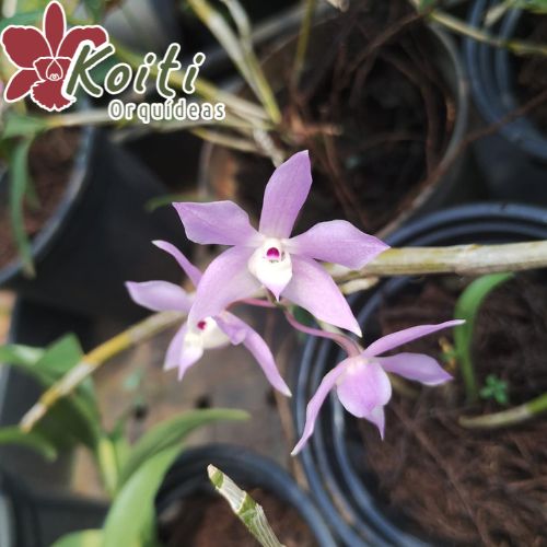 Dendrobium hercoglossum - Adulto