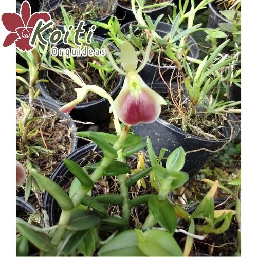 Epidendrum Porpax - Adulto Enraizado em casca de peroba